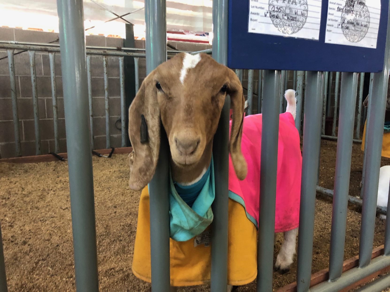 Napa Town and Country Fair, 2019 Livestock Auction